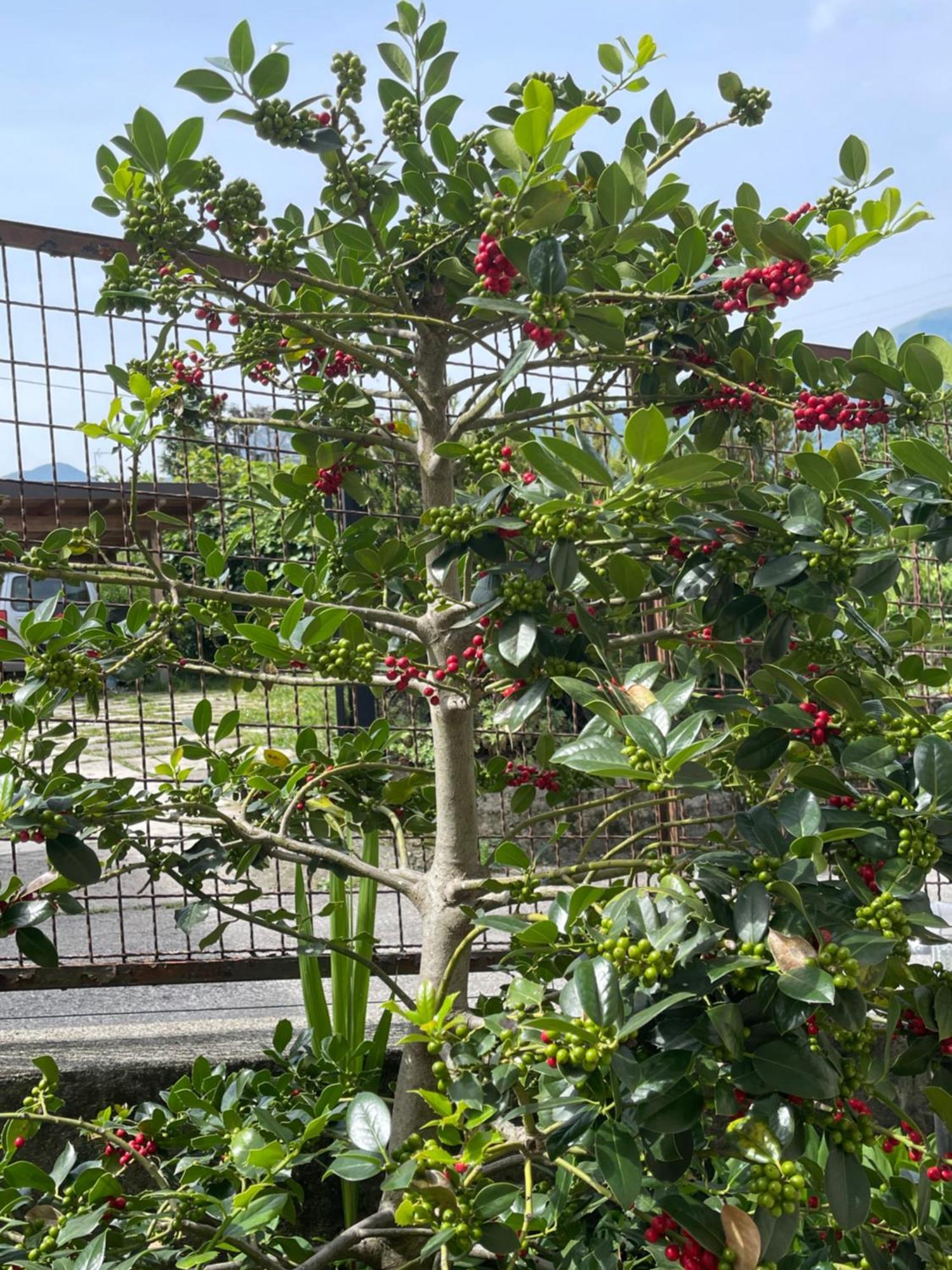 ליירנה Villa Rosi מראה חיצוני תמונה